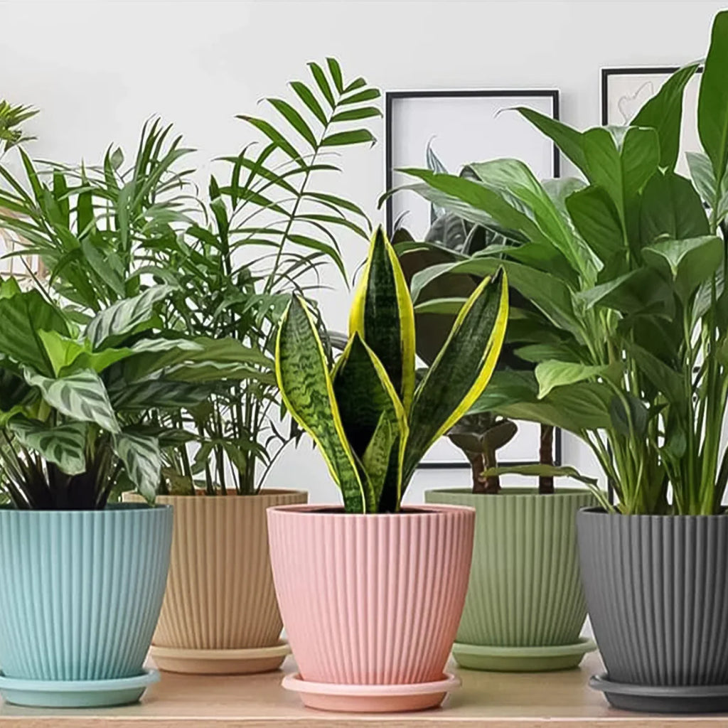 Round Plastic Flower Pot with Bottom Tray (5 Pcs Set / With Color Box)