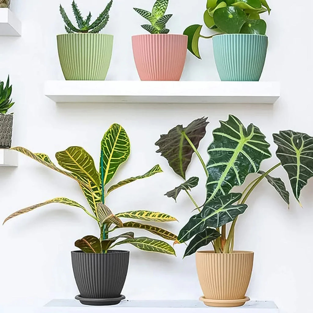 Round Plastic Flower Pot with Bottom Tray (5 Pcs Set / With Color Box)